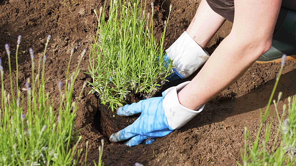 Când se plantează lavanda? Află care sunt motivele pentru care ar trebui să existe în orice grădină!