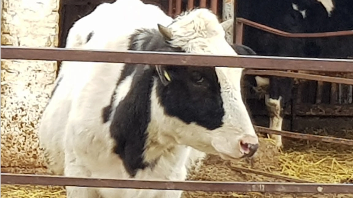 Alertă sanitar-veterinară! Pericol major de febră aftoasă în România după eliminarea controalelor vamale