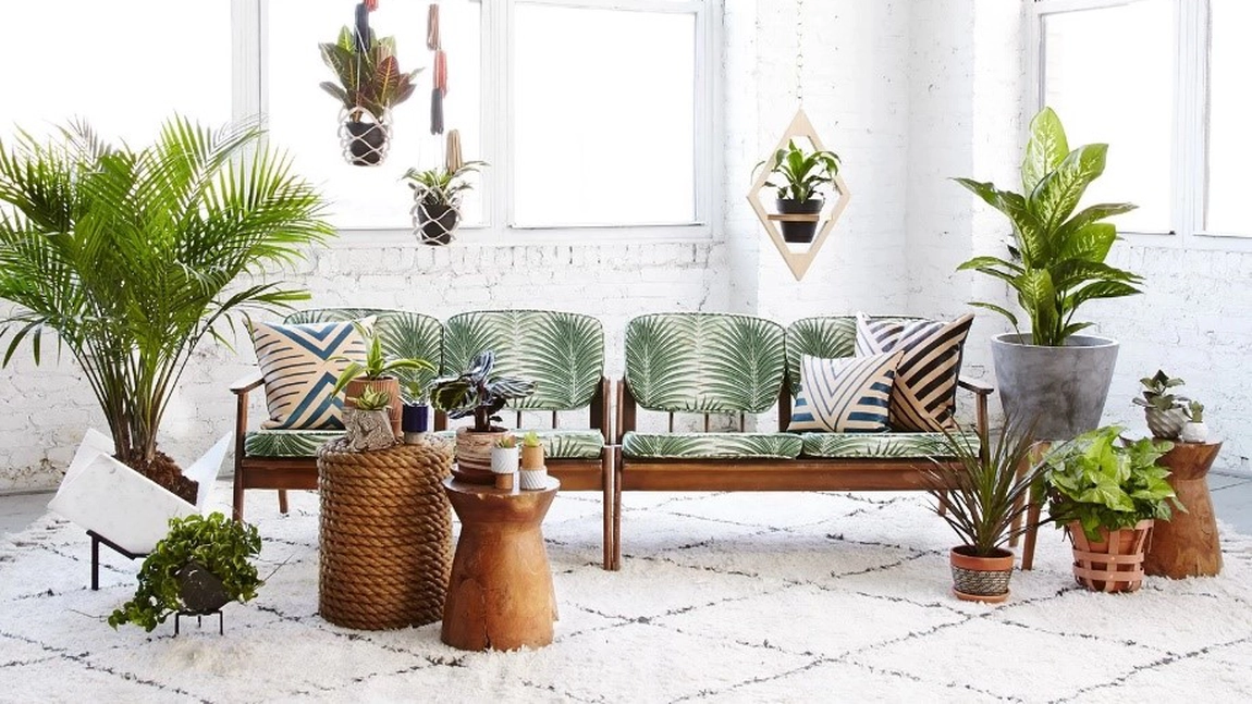 Plantele decorative contribuie la eleganța casei. Care sunt cele mai populare?