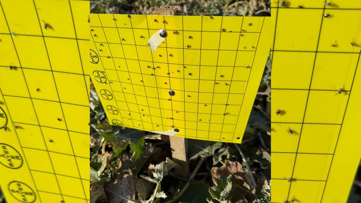 Un nou dăunător, depistat în culturile fermierilor din Iași. „E un atac masiv al gărgăriței Ceutorhynchus napi. Poate compromite toată cultura”