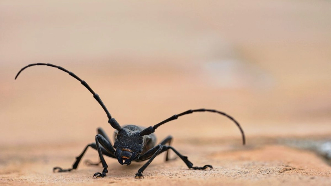 Cum să scapi de insectele mici și negre pe care le ai în casă? Iată ce soluții pot fi eficiente!