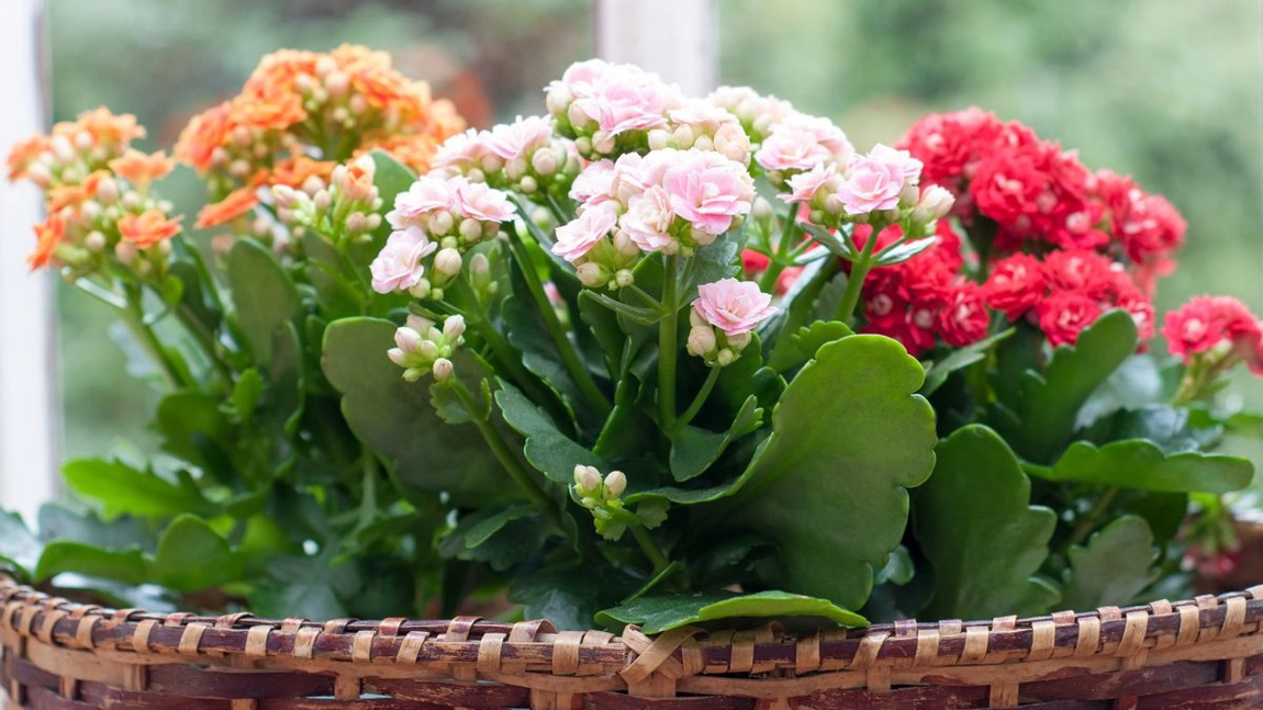 Kalanchoe blossfeldiana – planta de casă care este veșnic verde și nu are nevoie îngrijiri minuțioase!