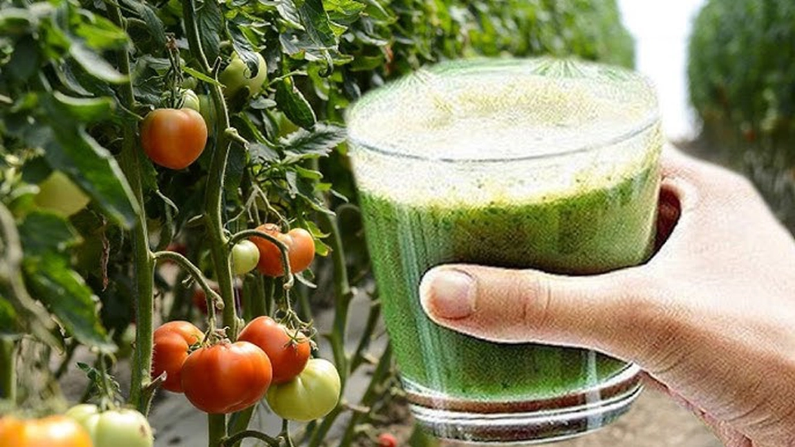 Cum se folosește maceratul de urzică la roșii? Secretul pe care orice agricultor ar trebui să îl știe