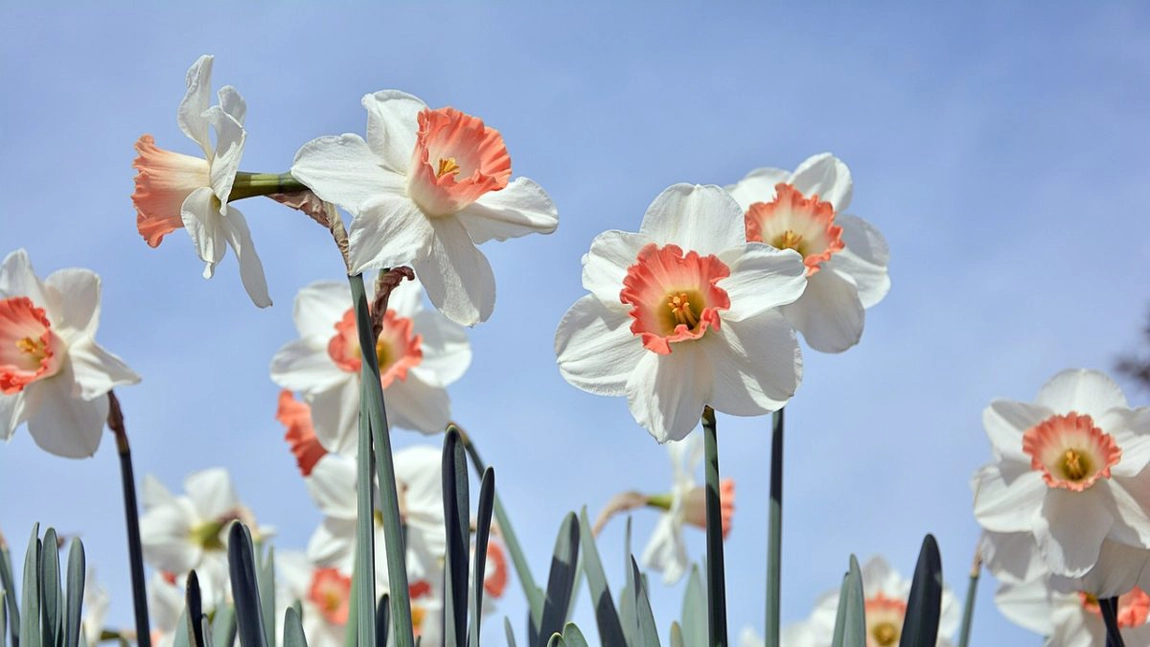 Cum să îngrijești narcisele! Cele mai bune îngrășăminte naturale pentru o grădină de vis