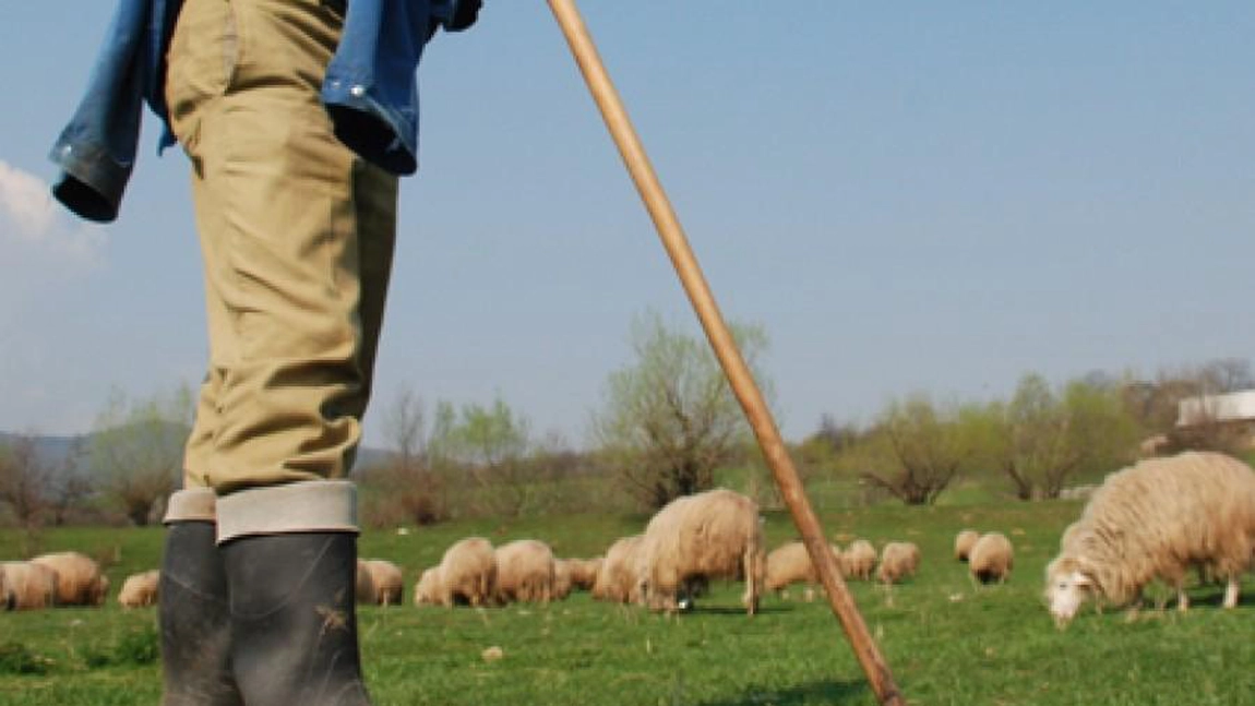 Un cioban a plătit aproape 40.000 de lei după ce l-a bătut pe proprietarul unei stâni. Acesta și-a lovit victima cu un hârleț