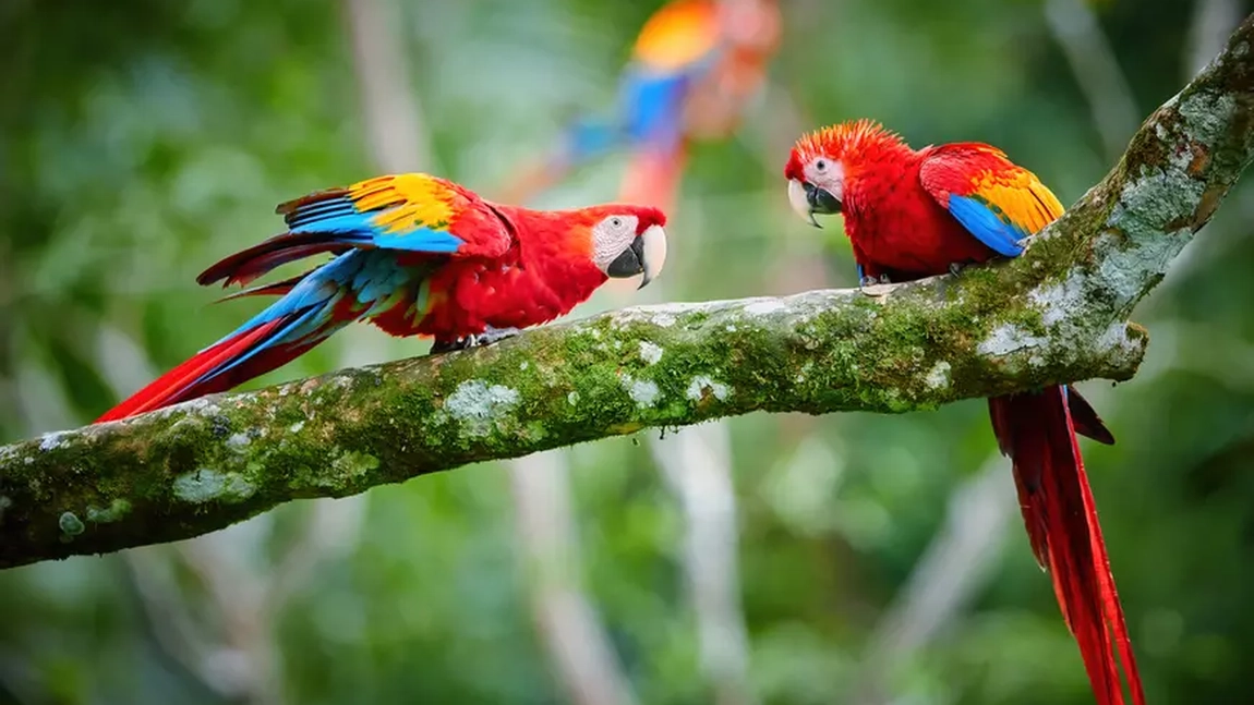 Este papagalul amazonian cea mai inteligentă specie de păsări? Ce caracter are și cum să ai grijă de el?