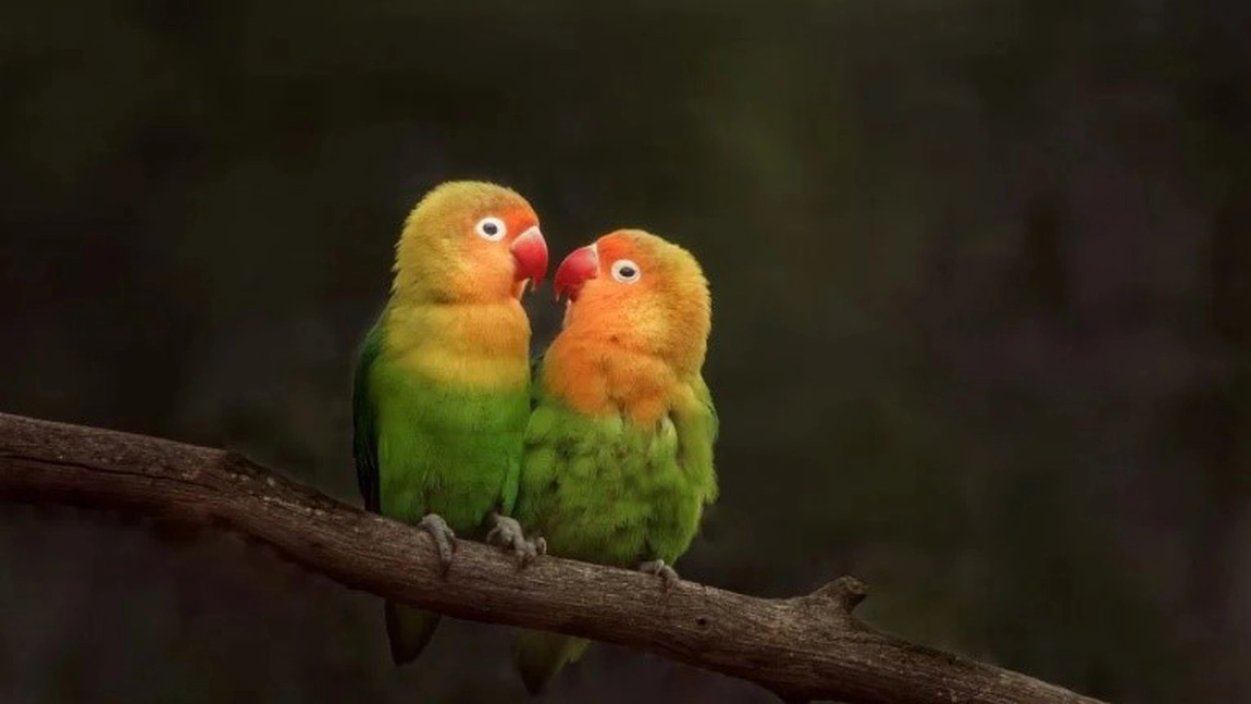 Papagalii amorezi: cei mai loiali parteneri din lumea păsărilor
