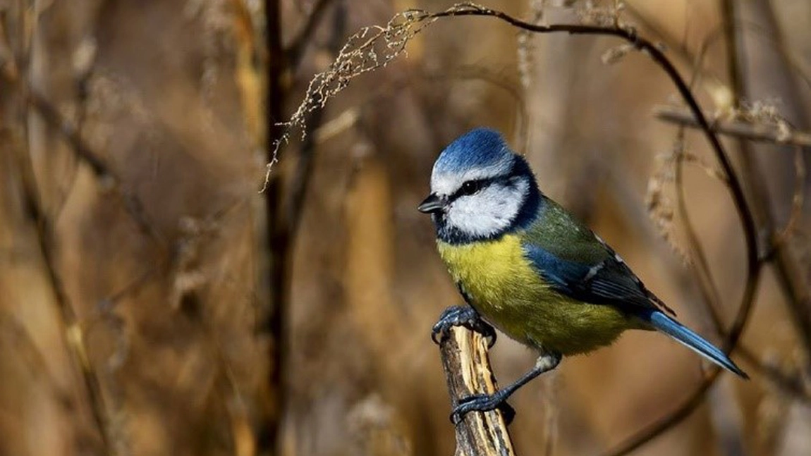 Pițigoiul albastru, bijuteria pădurilor europene. Iată de ce este o specie uimitoare