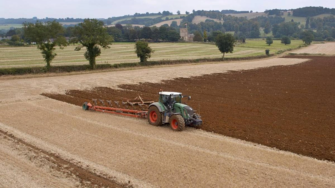 Planta care îi îmbogățește pe agricultorii români! Cât se poate câștiga pe hectar