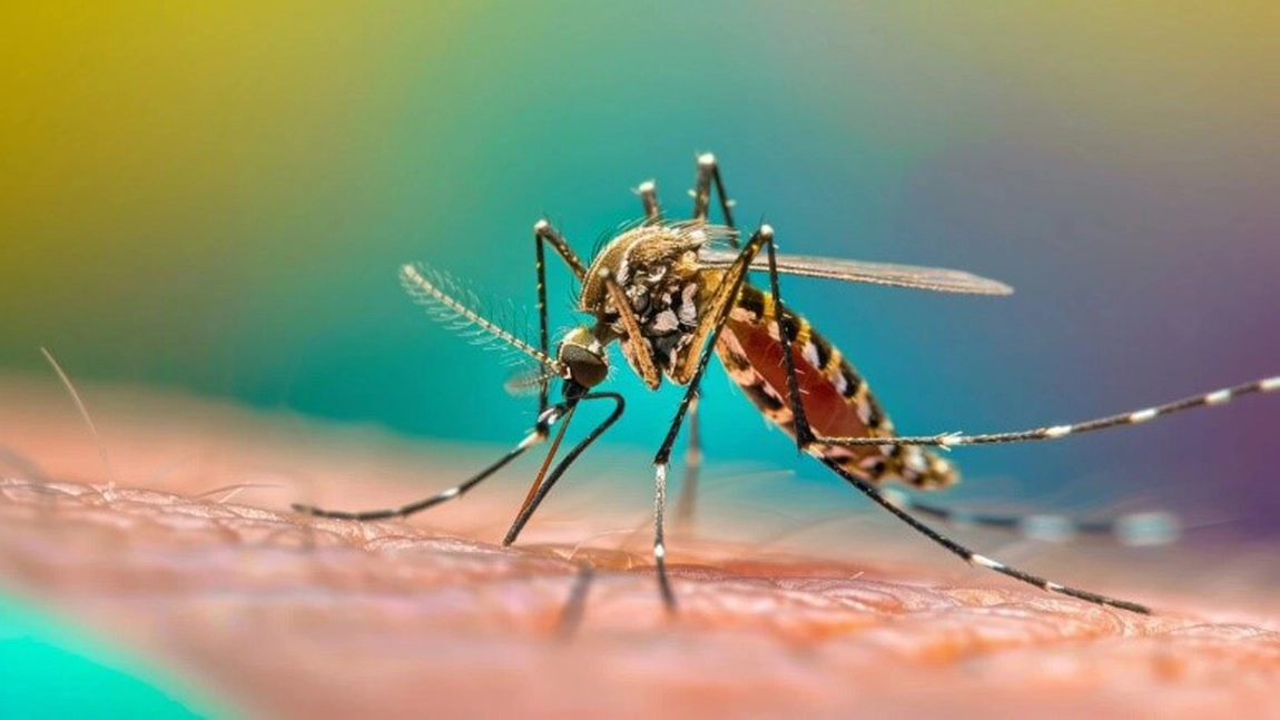 Virusul West Nile: care sunt simptomele și cum ne tratăm?