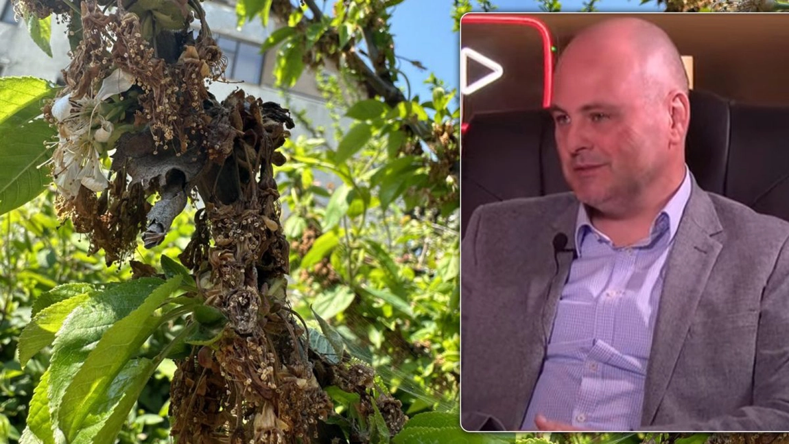 Un producător din Iași are pierderi semnificative din cauza temperaturilor extrem de scăzute din ultimele zile. Alin Aignătoaei: „Voi încerca să adaptez prețurile ca să scot cheltuielile”