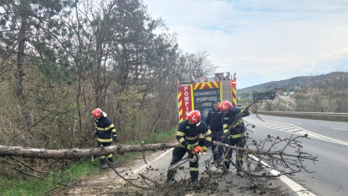 Intervenție a pompierilor în Iași: arbore căzut pe șoseaua Ștefan cel Mare
