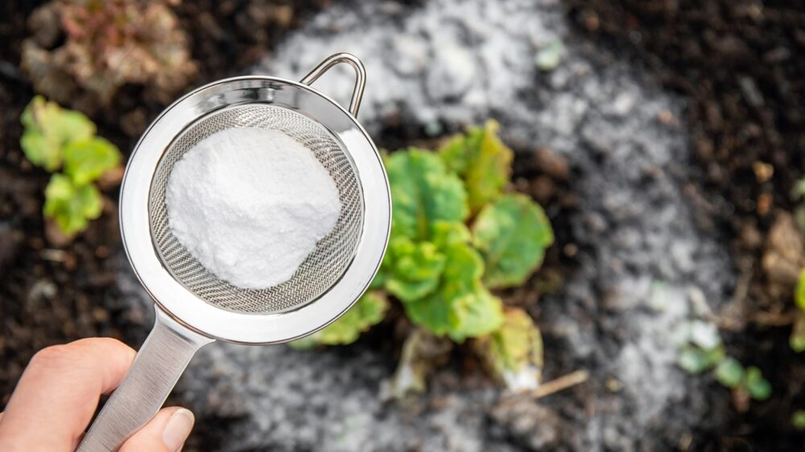 De ce trebuie să utilizezi o soluție cu bicarbonat de sodiu pentru plantele tale? Iată care sunt beneficiile reale!