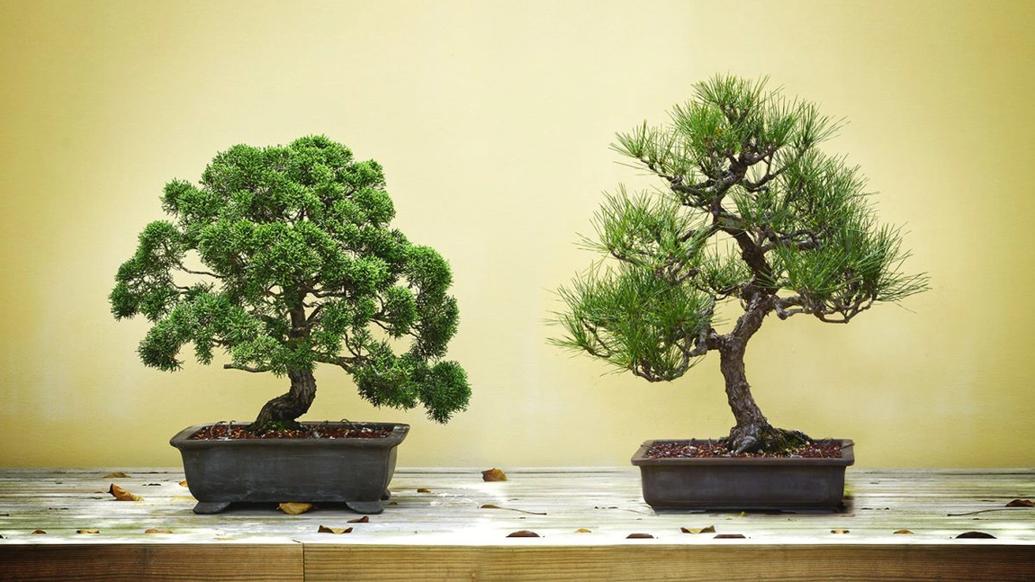 Cum poți planta și îngriji un bonsai natural? Iată cum îl alegi pe cel perfect pentru tine și ce mai trebuie să știi