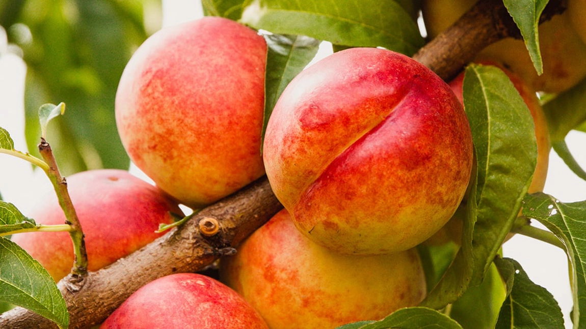 Compotul de nectarine – Rețetă simplă și delicioasă, ideală de făcut pentru iarnă