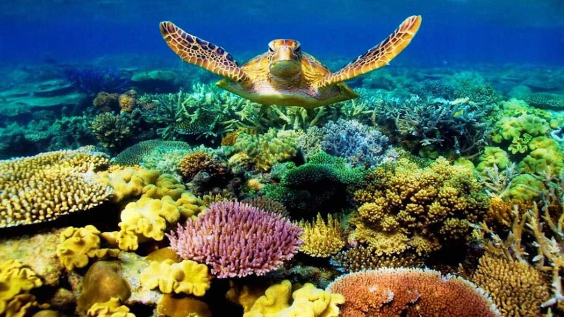 Marea bariera de corali, minunea naturală a Australiei. Cum s-a format această frumusețe?
