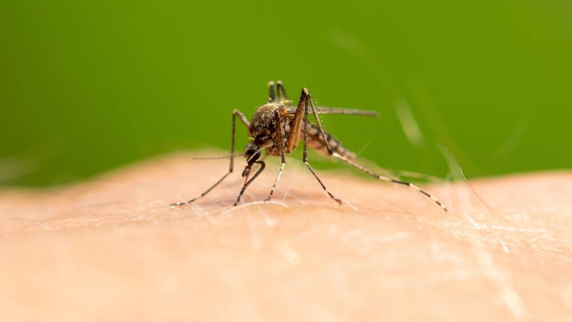 Soluție anti țânțari făcută în casă, din câteva ingrediente banale! Metode eficiente prin care poți ține insectele la distanță!