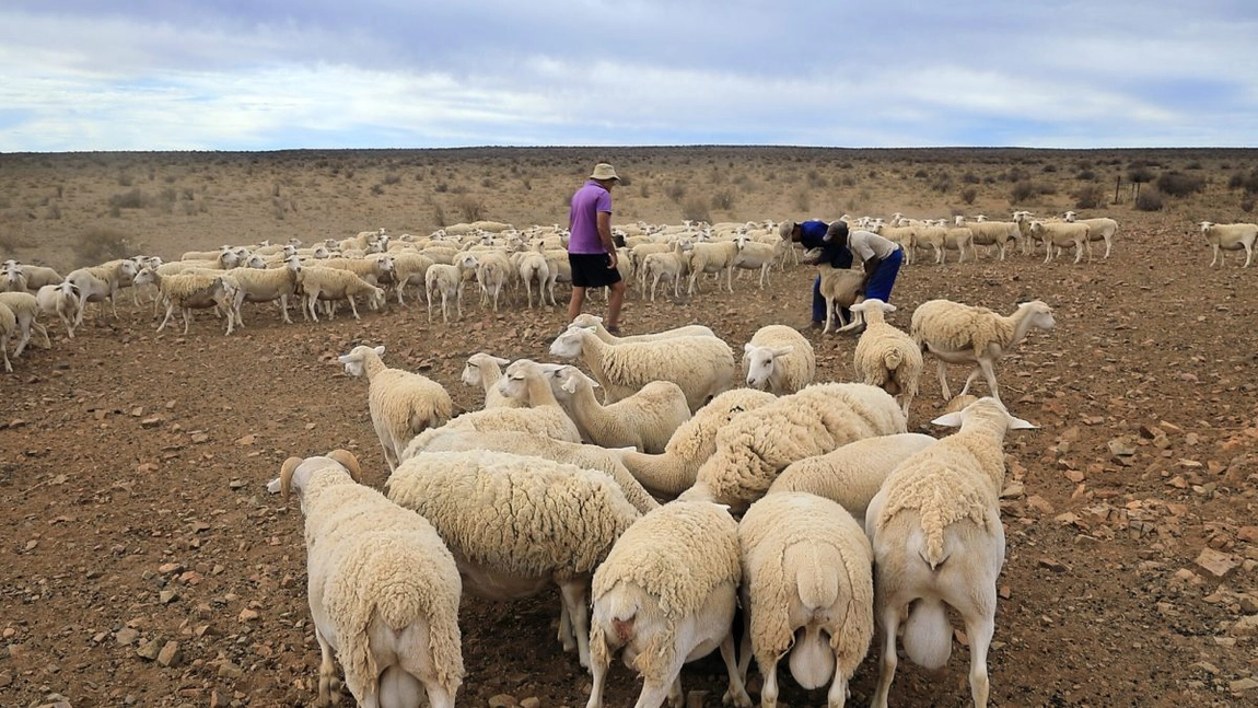 România, blocată la export de ovine și caprine vii către UE până pe 30 septembrie 2025, în timp ce importurile curg nestingherit