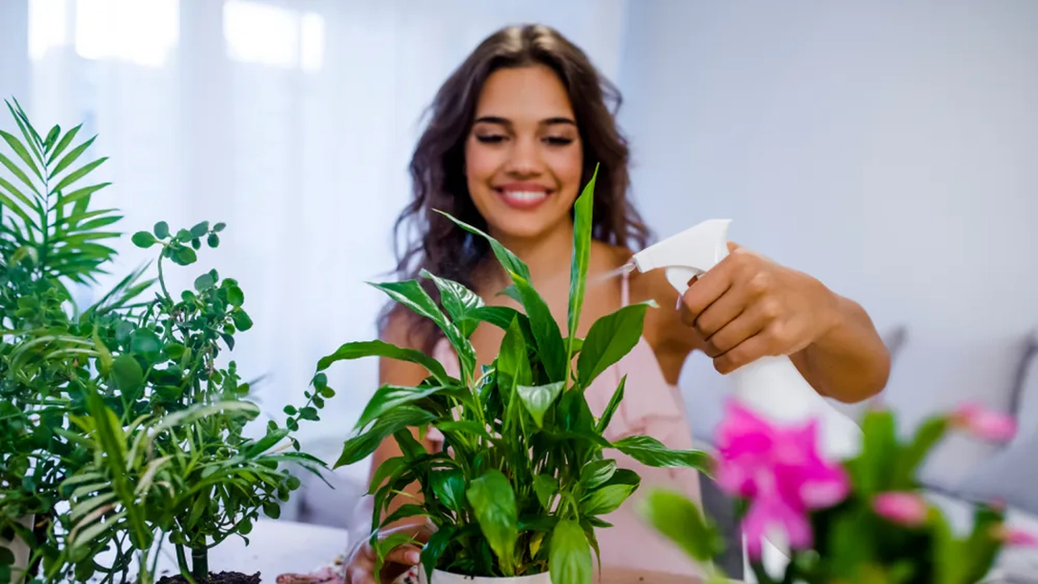 Par frumoase, dar pot fi letale! Florile toxice pe care mulți români le țin în casă fără să știe