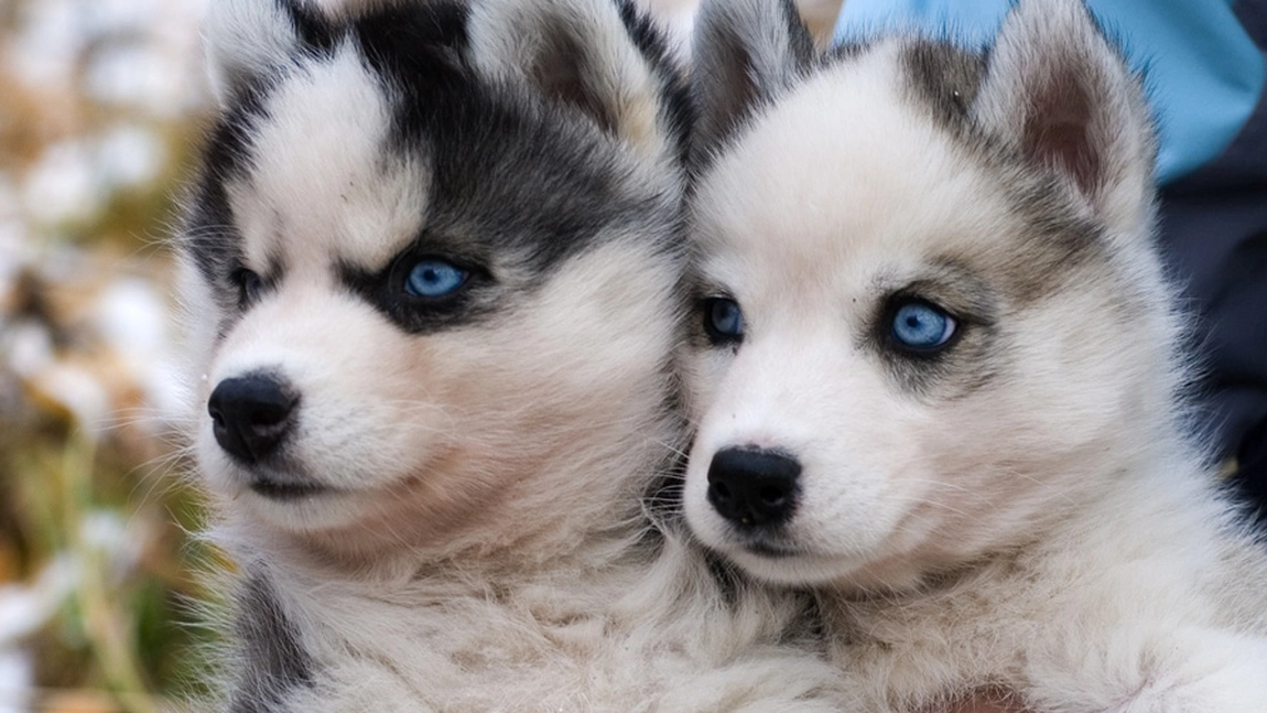 Vrei să îți iei un pui de Husky Siberian? Iată tot ce trebuie să știi despre personalitatea și îngrijirea sa