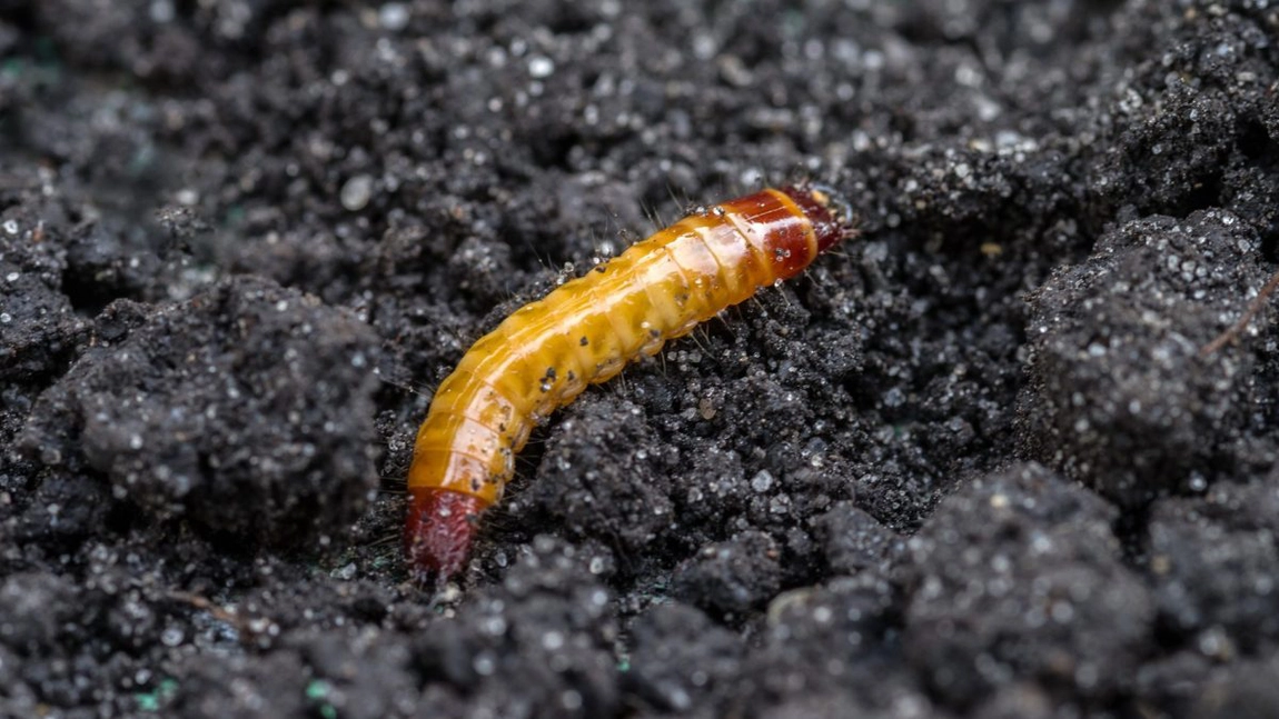 Insecticid pentru viermele sârmă la ceapă. Care sunt cele mai eficiente soluții pentru a-ți proteja cultura