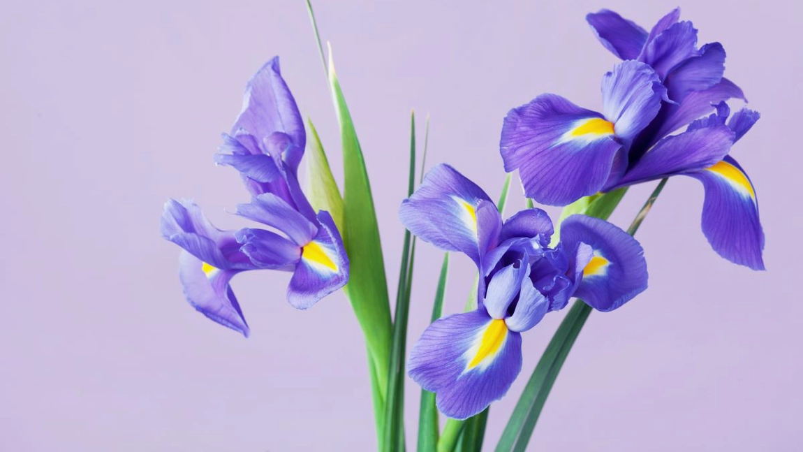 Flori de iris, o opţiune elegantă pentru grădina ta. Iată care este ghidul complet pentru a le îngriji