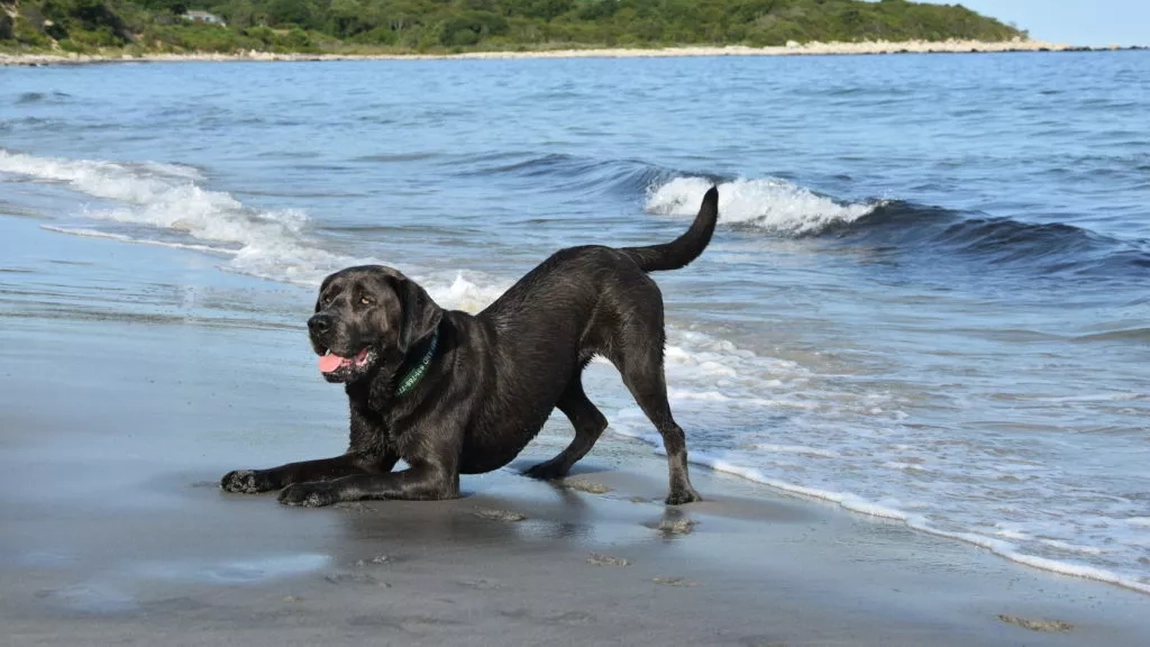 Labrador negru, prietenul preferat al oricărei familii. Iată care sunt caracteristicile acestuia