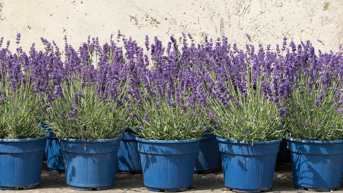 Cum cultivi și îngrijești lavanda la ghiveci? Iată tot ce trebuie să știi despre această plantă