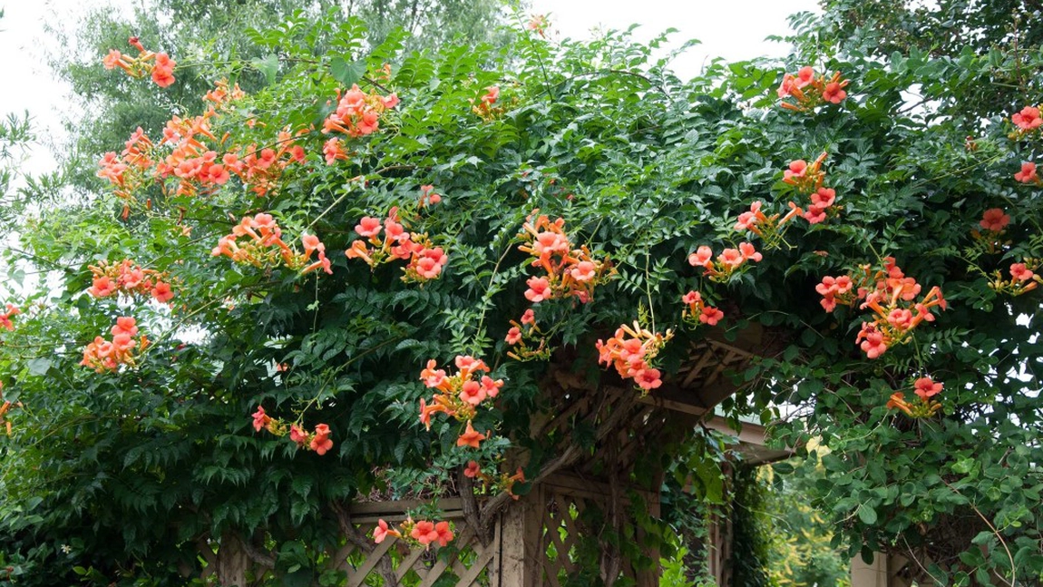 Cum se cultivă luleaua turcului. Ce flori cățărătoare sunt potrivite pentru grădina ta