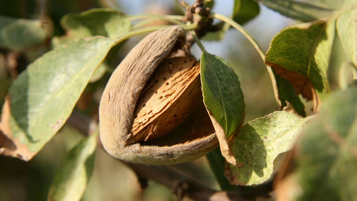 Cum poți planta și îngriji un pom de migdal? Iată tot ce trebuie să știi