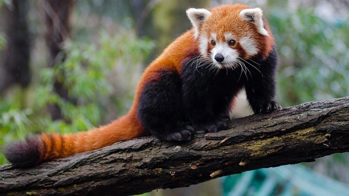 Panda roșu, pe cale de dispariție. Iată care sunt trăsăturile specifice acestei specii