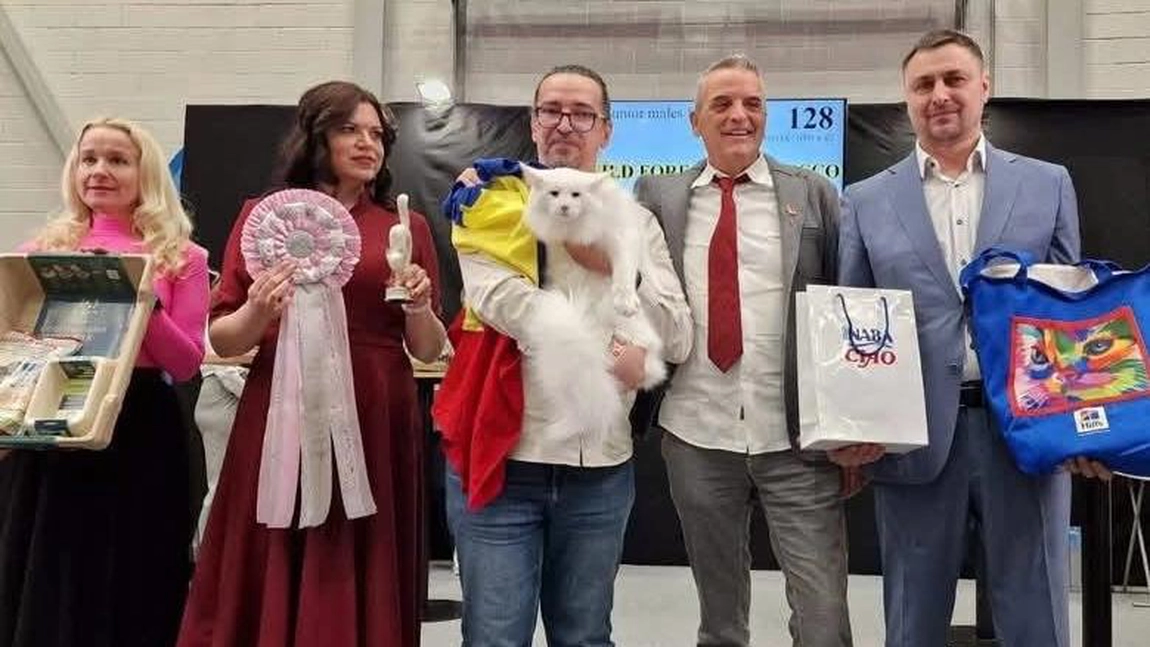 O nouă validare internațională pentru pisicile născute în România: trei trofee Baltic Winner 2025!
