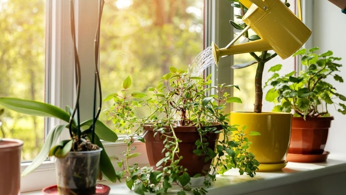 Care este planta magică a prosperității. Ține-o în baie și pregătește-te pentru succes!