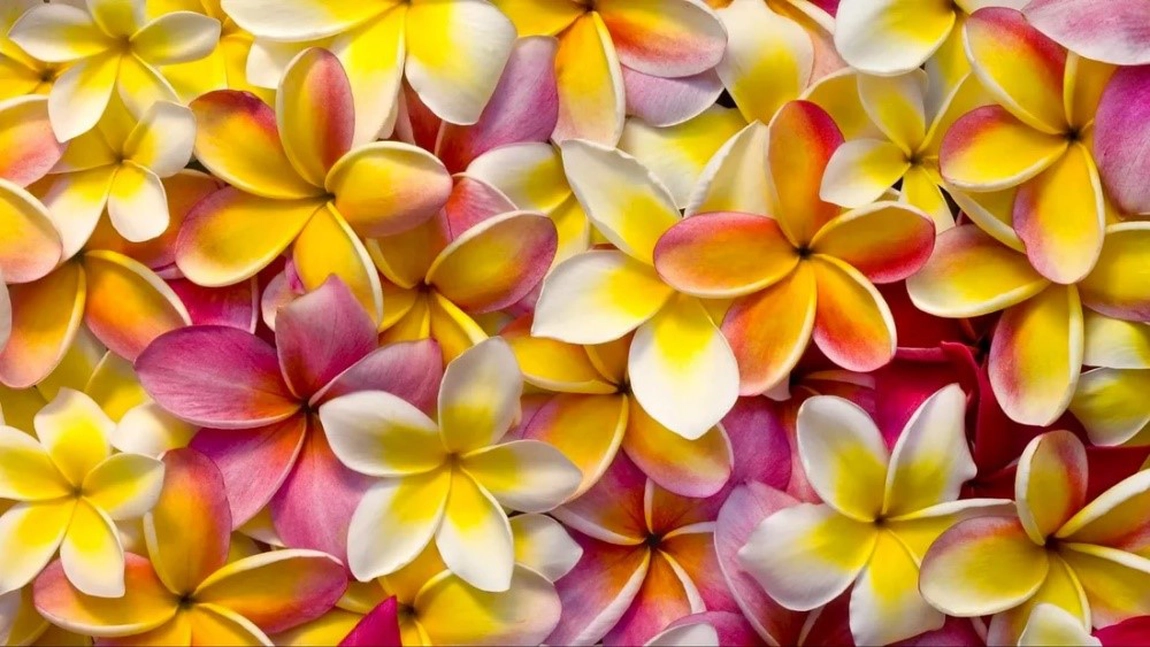 Plumeria, floarea plină de parfum. Iată de ce este considerată sacră!