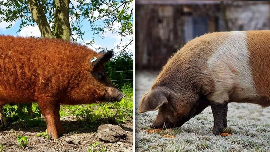Ajutor de 2.300 de lei pe cap de animal! Ce condiții trebuie să îndeplinească fermierii din Iași care vor acești bani