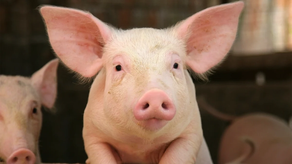 Ce sunt porcii din specii Landrace? Este aceasta o alternativă mai sănătoasă decât carnea de porc „normală”?
