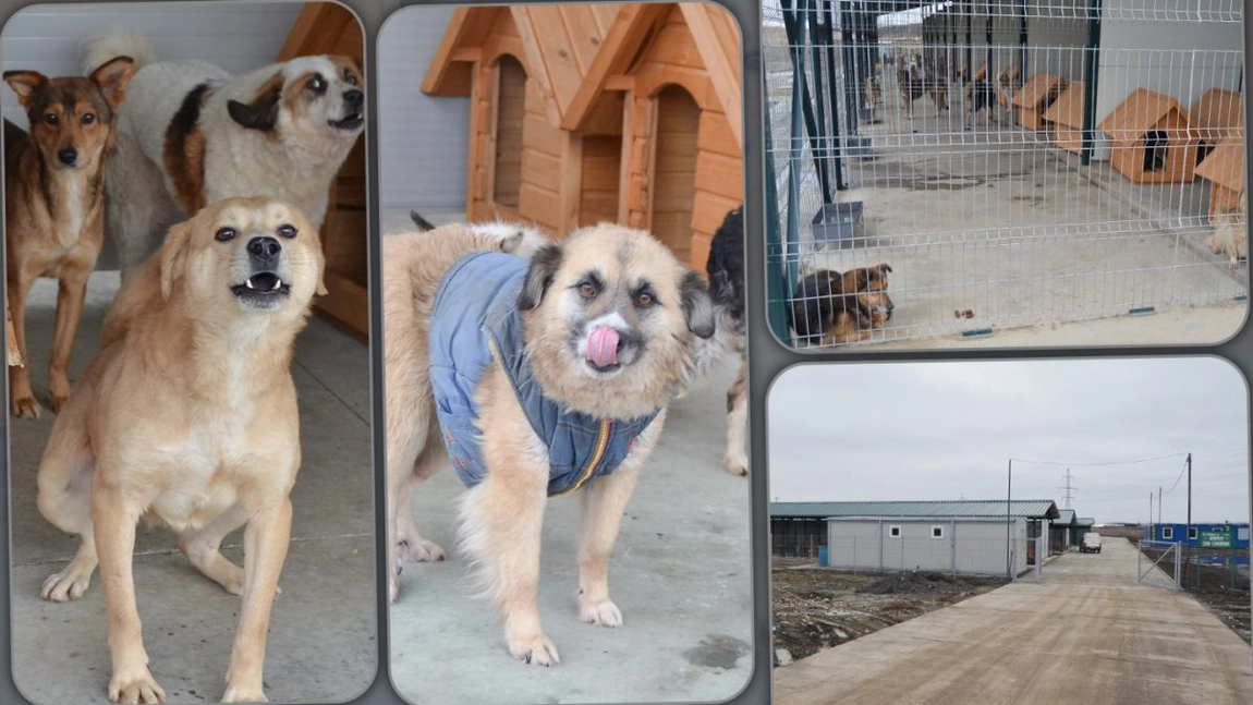 Salubris caută medici veterinari care să îngrijească animalele de la padocul din Tomești