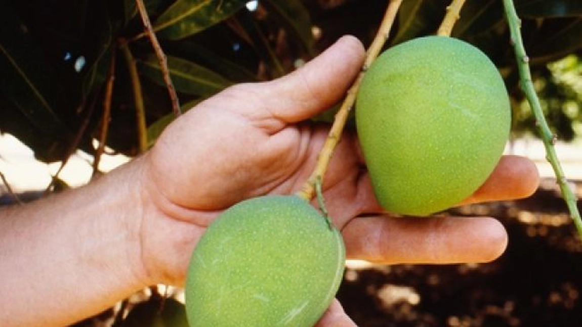 Iată cum poți planta un sâmbure de mango, astfel încât să ai parte de acest fruct chiar la tine acasă