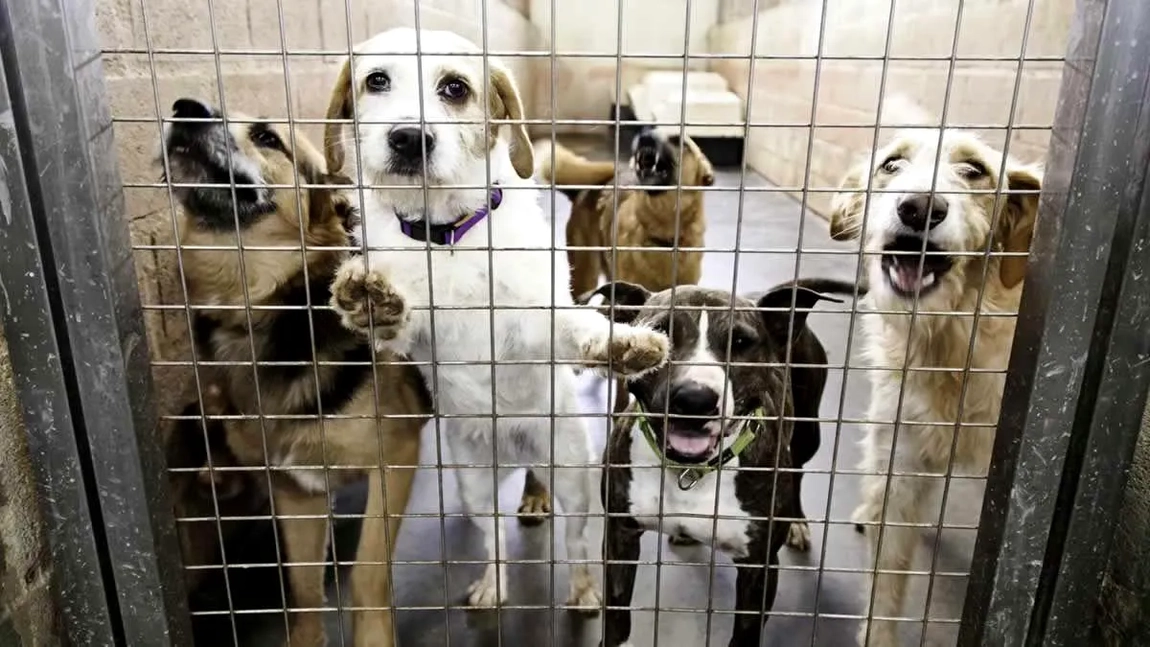 Se introduce taxa pe câine în România! Obligația de plată revine și cetățenilor care nu au un animal de companie