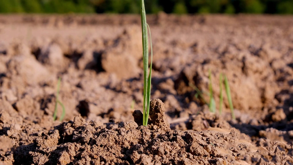 Avertisment global! Metal greu în seva plantelor – cea mai prețioasă resursă vegetală, grav contaminată