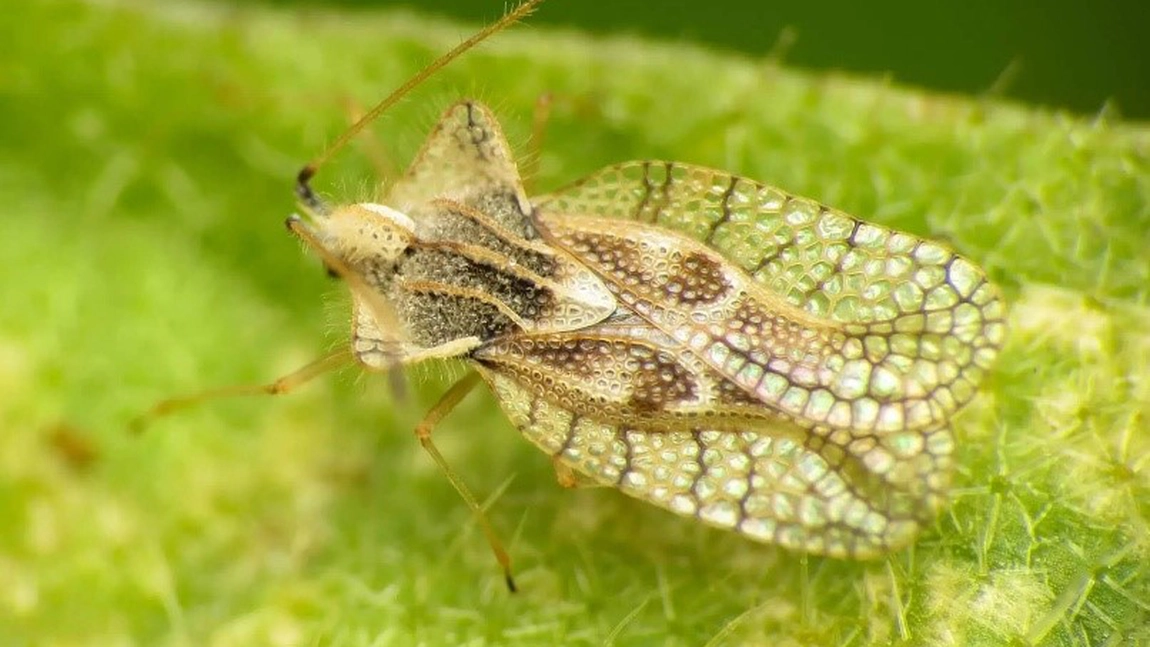 Tigrul de platan, o insectă periculoasă pentru plante. Iată care sunt efectele muşcăturii sale
