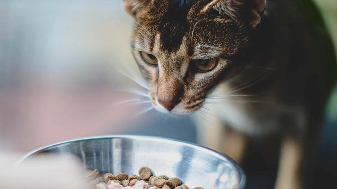 De ce se strâmbă câinii și pisicile când le dai mâncare ieftină?