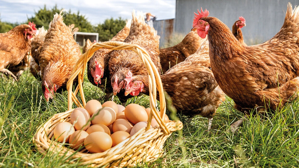 Care sunt cele mai bune rase de găini ouătoare? Iată cum poți crește producția de ouă cu hrana corectă!