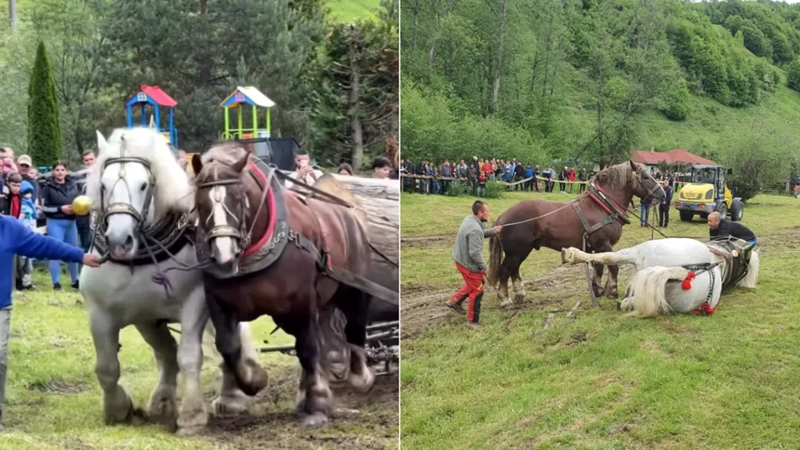 Filmul tragediei de la Sângeorz-Băi! Falko, calul campion, a murit după ce a câștigat concursul de tras bușteni