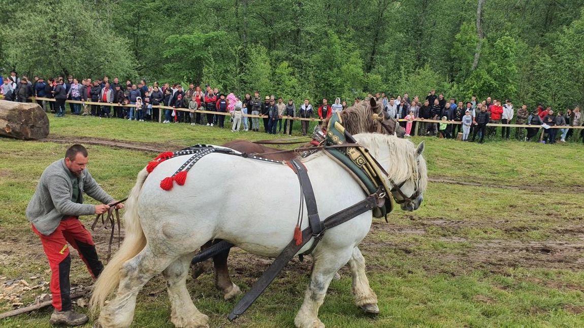 Falko, calul de mii de euro, a murit pe terenul de concurs. Ancheta scoate la iveală detalii șocante