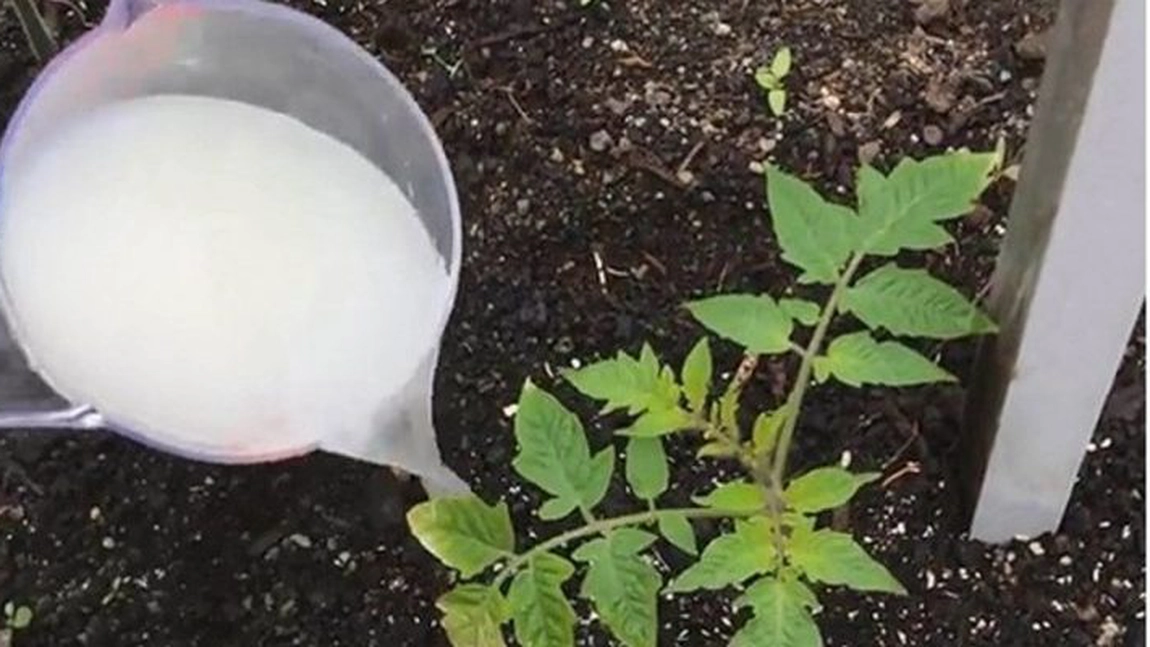 Cum salvezi recolta de roșii, dacă s-a distrus. Ai toate ingredientele în bucătărie