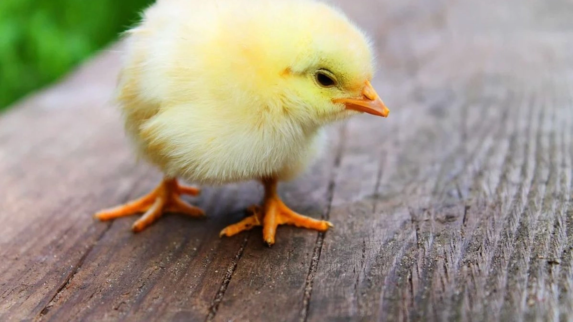 Cum poți face acasă furaje de pui? Iată câteva trucuri pentru a creşte rapid păsările de carne!