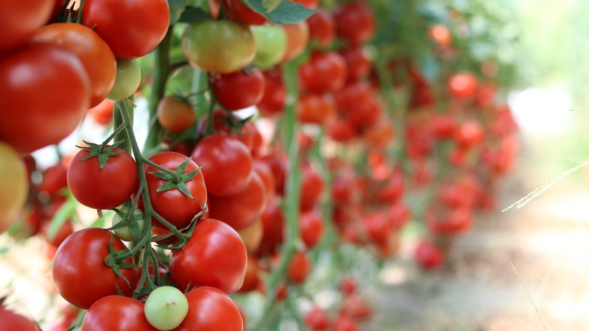 Legume noi în programul Tomata, eligibile la ajutorul de 1.500 de euro! Ce trebuie să facă producătorii din Iași pentru a primi banii?