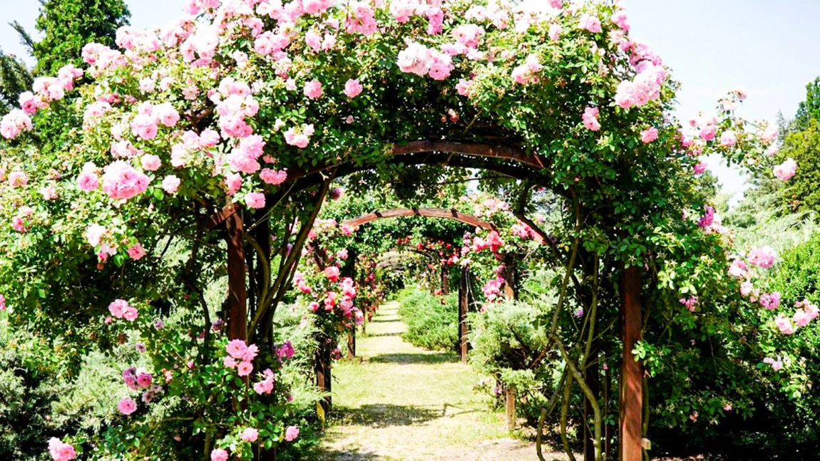 Vizitează Bijuteria Florală a Verii!