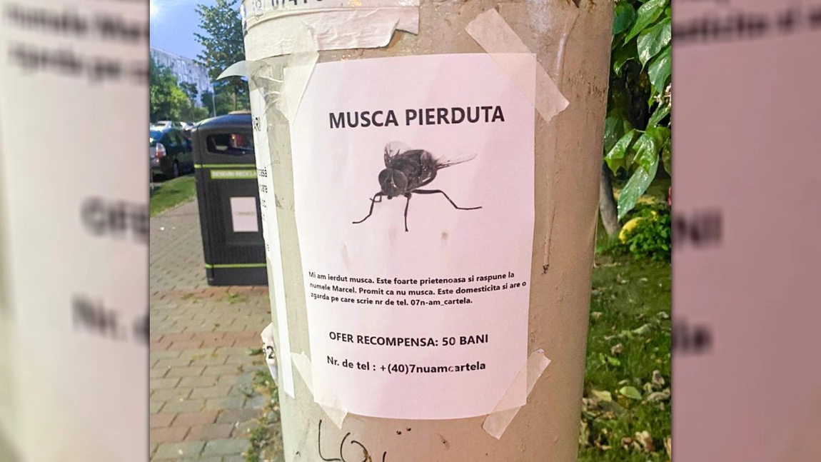 Căutările lui Marcel pe bulevardul Dimitrie Cantemir atrag atenția și riscă amenzi!